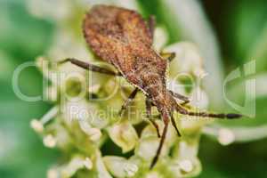 Brown bug