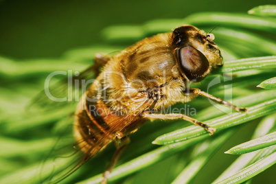 Bee on the branch of fir