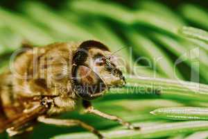 Bee on the branch of fir