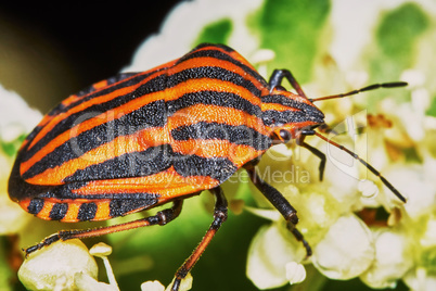 Italian striped bug