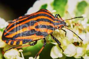 Italian striped bug