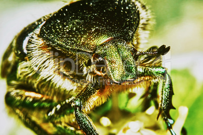 Green chafer