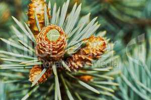 Emerging fir cone