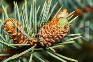 Emerging fir cone