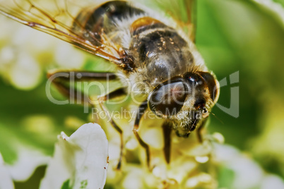 Bee on flowering shrubs