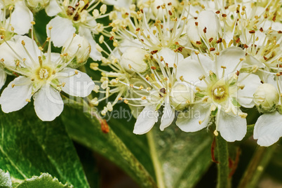 Blossoming mountain ash