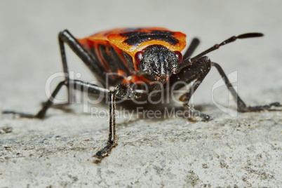 Pyrrhocoridae wingless (front view)