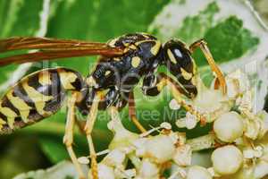 Wasp on a flowering tree