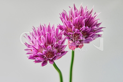 Two purple carnations