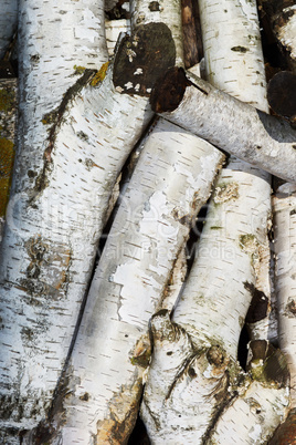 Old wooden logs Birch