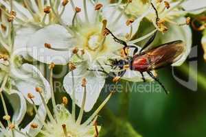 Beetle on a flowering ash tree
