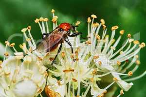 Beetle on a flowering ash tree