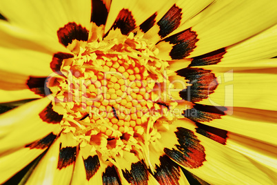 Yellow daisy gazania