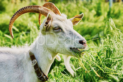 Goat grazing