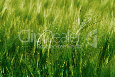 Green field of barley