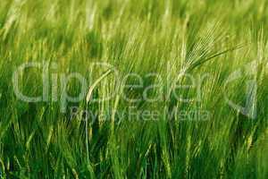 Green field of barley
