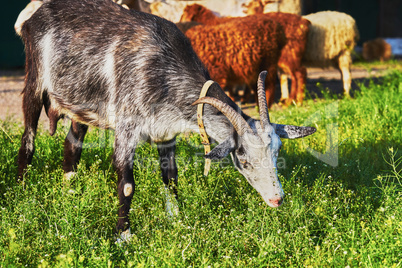 Goat grazing