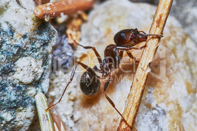 Ant outside in the garden