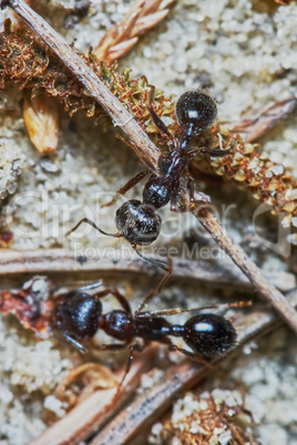 Two ants outside in the garden