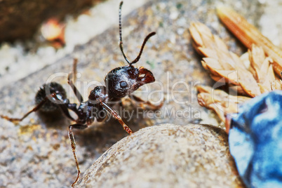 Ant outside in the garden