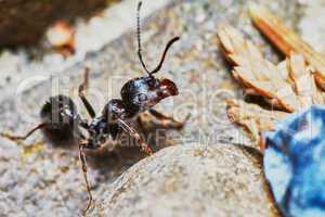 Ant outside in the garden