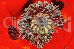 Decorative poppy