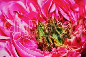 Scarlet tea rose