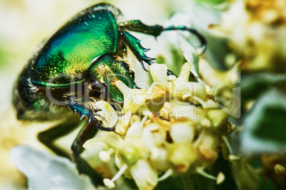 Green chafer