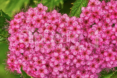 Spirea japonica in the garden