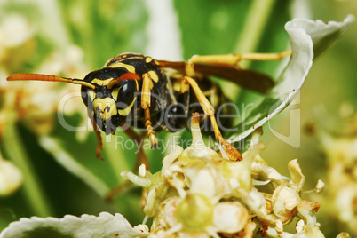 Wasp on a flowering tree