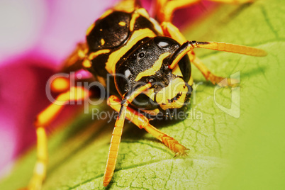Wasp sitting on a leaf