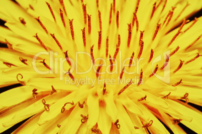 Yellow dandelion