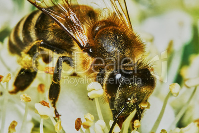 Bee on flowering shrubs