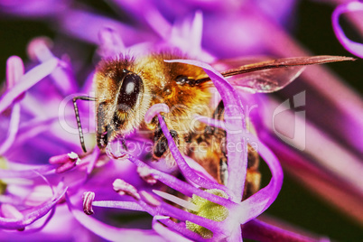 Bee on the Allium Flower