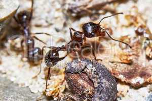 Two ants outside in the garden