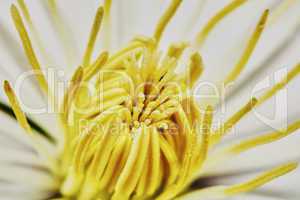 Close-up yellow clematis