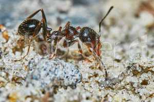 Ant outside in the garden