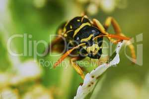 Wasp sitting on a leaf