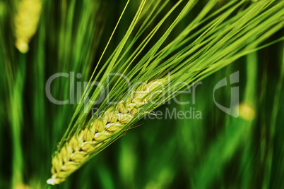 Green barley spike