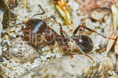 Ant outside in the garden