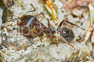 Ant outside in the garden