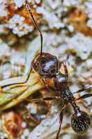 Ant outside in the garden