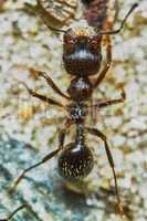 Ant outside in the garden