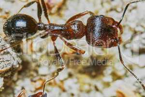 Ant outside in the garden