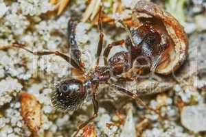 Ant outside in the garden