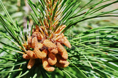 Emerging pine cone