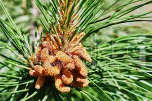 Emerging pine cone