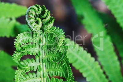 Young ferns