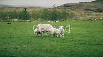 Sheep and young lambs grazing in a field
