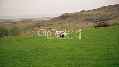 Sheep and young lambs grazing in a field